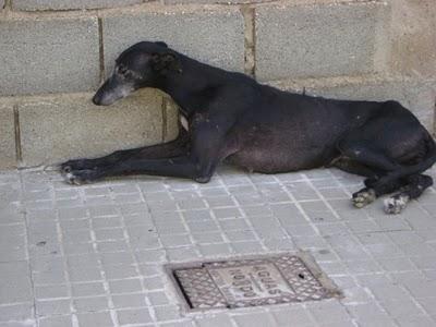 Dulce desaparecida, ayuda para encontrarla....!!!