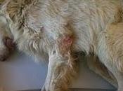 Sobre Ángel, petición Pilar