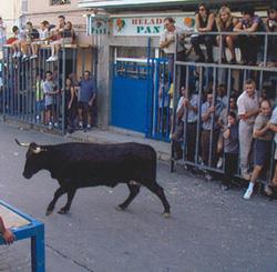 Castalla. Fiestas de Sant Roc - Fiestas de la Vaca 2010
