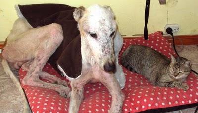 Jonás evoluciona lentamente...