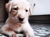 Gog, nuestro peluche verdad