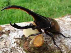 Cada extinguen miles especies