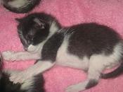 Gatitos adopcion solo madrid. difusion‏