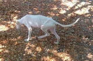 GALGUITO DE CUATRO MESES ABANDONADO EN UN OLIVAR DE BAILEN (JAEN)