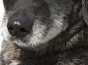 Quijote,viejito soportando 45º. (MUY URGENTE)