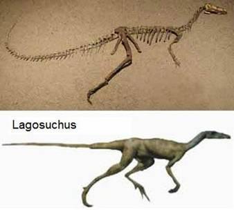 El Origen de los dinosaurios El Origen de los dinosaurios