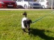 Ronda, perrita quemada Sevilla, casi recuperada todo