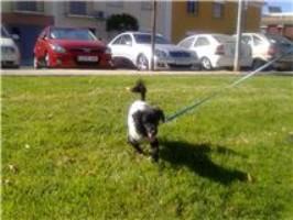 Ronda, la perrita quemada de Sevilla, casi recuperada del todo