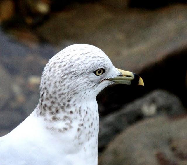 LARUS DELAWARENSIS-GAVIOTA DE DELAWARE-RING BILLED GULL