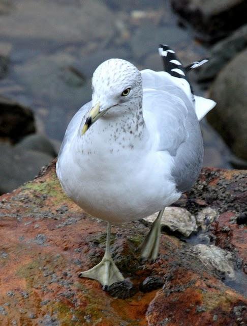 LARUS DELAWARENSIS-GAVIOTA DE DELAWARE-RING BILLED GULL
