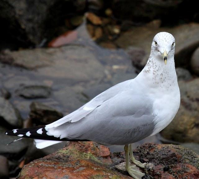 LARUS DELAWARENSIS-GAVIOTA DE DELAWARE-RING BILLED GULL