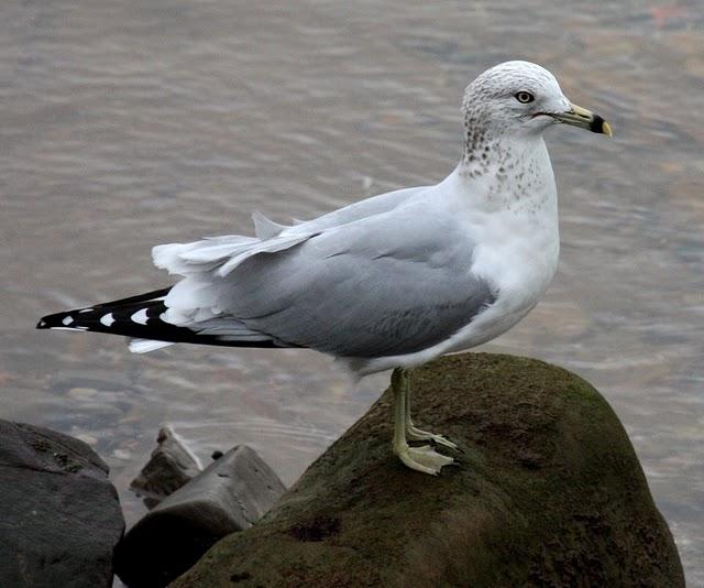 LARUS DELAWARENSIS-GAVIOTA DE DELAWARE-RING BILLED GULL