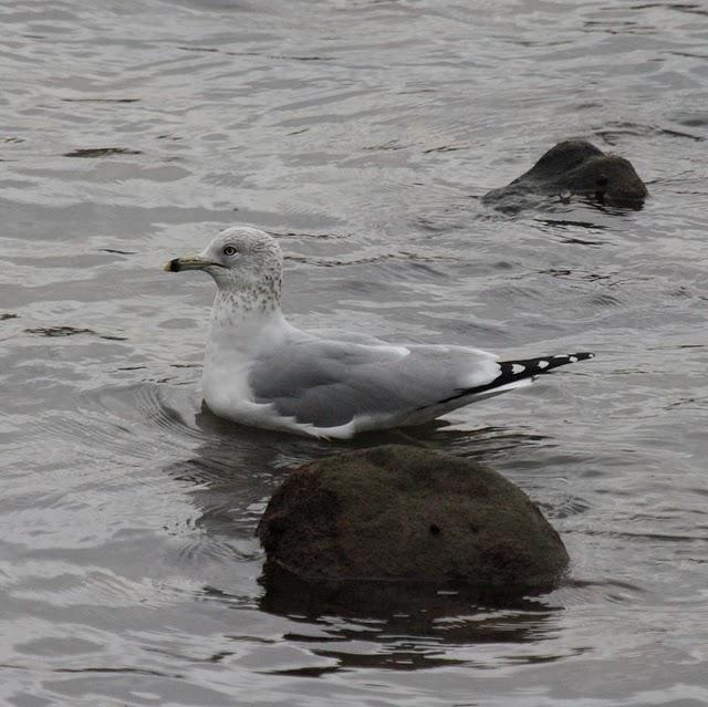 LARUS DELAWARENSIS-GAVIOTA DE DELAWARE-RING BILLED GULL