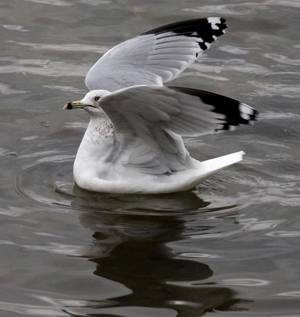LARUS DELAWARENSIS-GAVIOTA DE DELAWARE-RING BILLED GULL