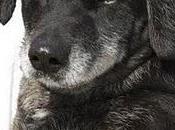 Quijote,viejito soportando 45º. (MUY URGENTE). Cádiz