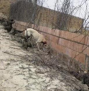 Galga con el cuello cortado, la han intentado ahorcar!!!