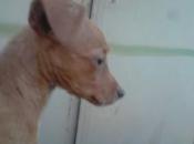 SOS: cachorrita crucede podenco, Tana necesita huequito, Sevilla