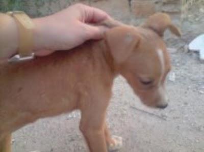 SOS: cachorrita crucede podenco, Tana necesita un huequito, Sevilla
