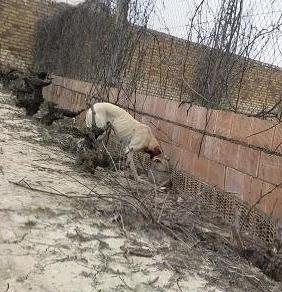 Galga con el cuello cortado, la han intentado ahorcar!!!