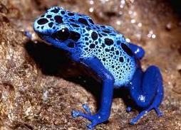 Dendrobates Azureus