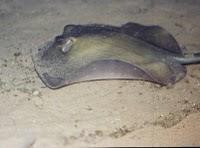 Inmersión Nocturna (19/07/2010)