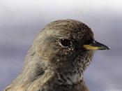 Prunella collaris-acentor alpino-alpine accentor