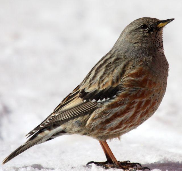 PRUNELLA COLLARIS-ACENTOR ALPINO-ALPINE ACCENTOR