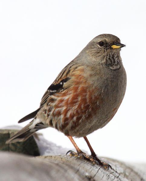 PRUNELLA COLLARIS-ACENTOR ALPINO-ALPINE ACCENTOR