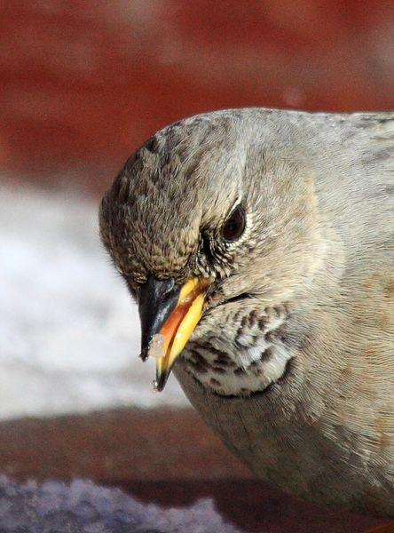 PRUNELLA COLLARIS-ACENTOR ALPINO-ALPINE ACCENTOR