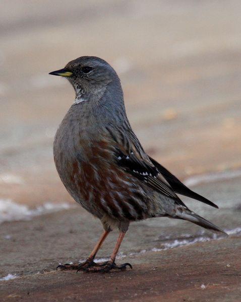 PRUNELLA COLLARIS-ACENTOR ALPINO-ALPINE ACCENTOR