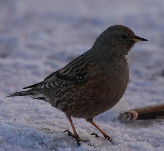 PRUNELLA COLLARIS-ACENTOR ALPINO-ALPINE ACCENTOR