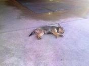 Badajoz, perro herido abandonado gasolinera. urgente acogida