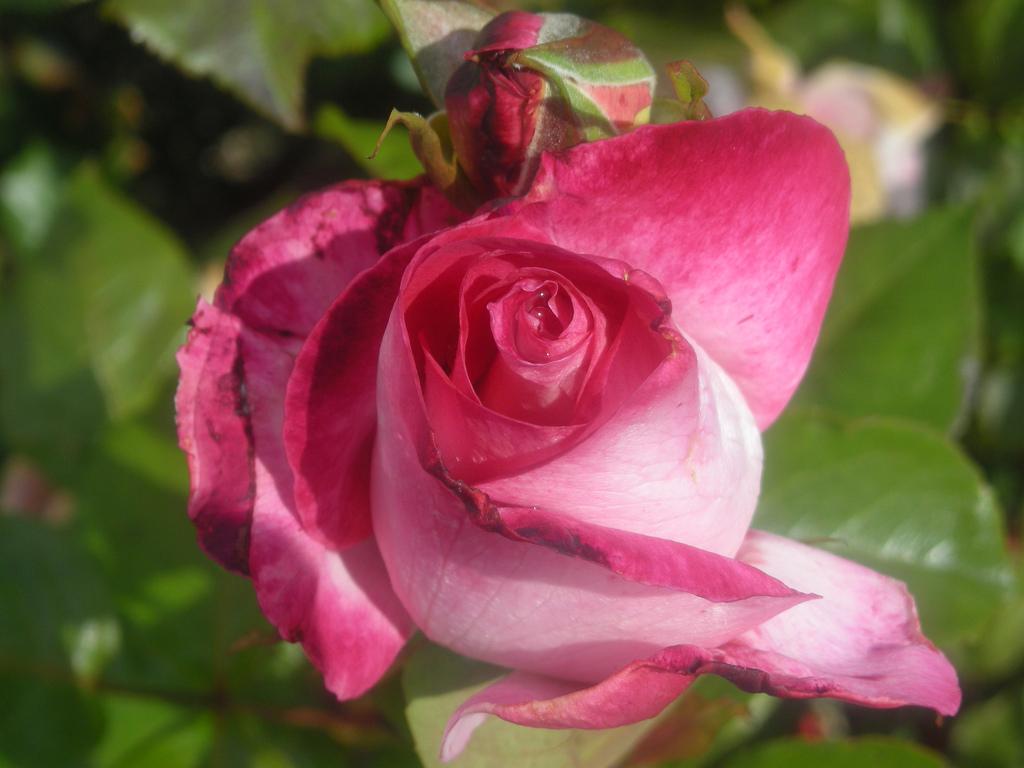 La Rosa se ha quedado sin ideología