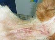 Lima, alambre espinos cuello, rescatada punto atropellada (Sevilla)