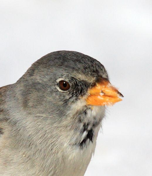 MONTIFRINGILLA NIVALIS-GORRIÓN ALPINO-SNOWFINCH