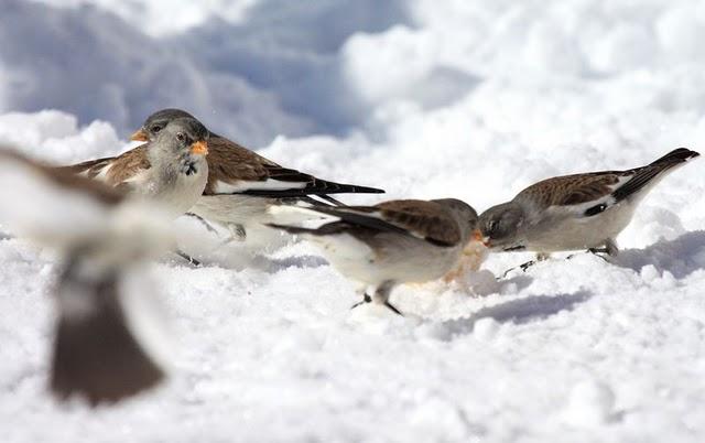MONTIFRINGILLA NIVALIS-GORRIÓN ALPINO-SNOWFINCH