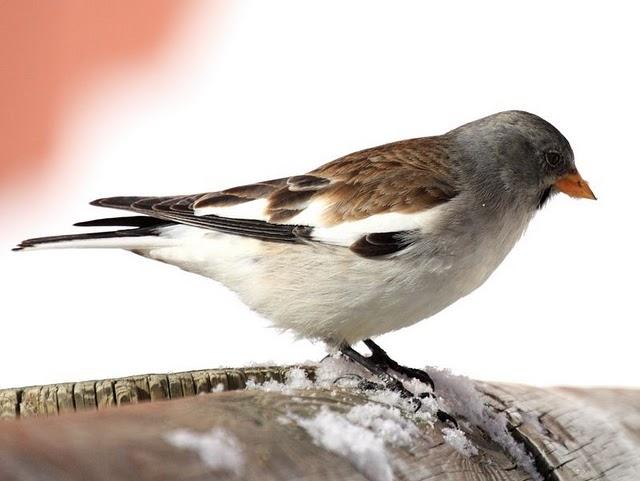MONTIFRINGILLA NIVALIS-GORRIÓN ALPINO-SNOWFINCH