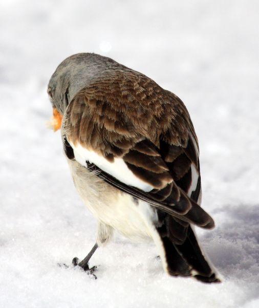 MONTIFRINGILLA NIVALIS-GORRIÓN ALPINO-SNOWFINCH