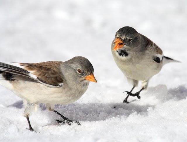 MONTIFRINGILLA NIVALIS-GORRIÓN ALPINO-SNOWFINCH