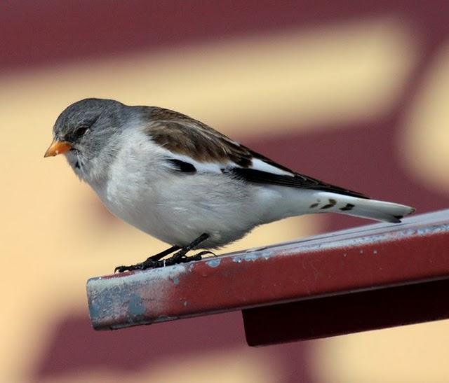 MONTIFRINGILLA NIVALIS-GORRIÓN ALPINO-SNOWFINCH