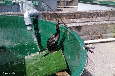 Centros de recuperación de fauna salvaje