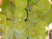 Sauvignon Blanc