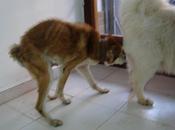 Historias adoptados. Mocos