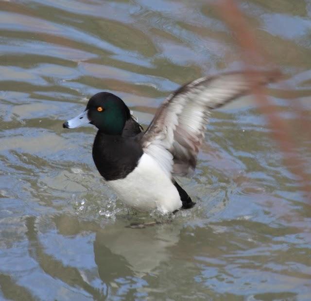 AYTHYA FULIGULA-PORRÓN MOÑUDO-TUFTED DUCK