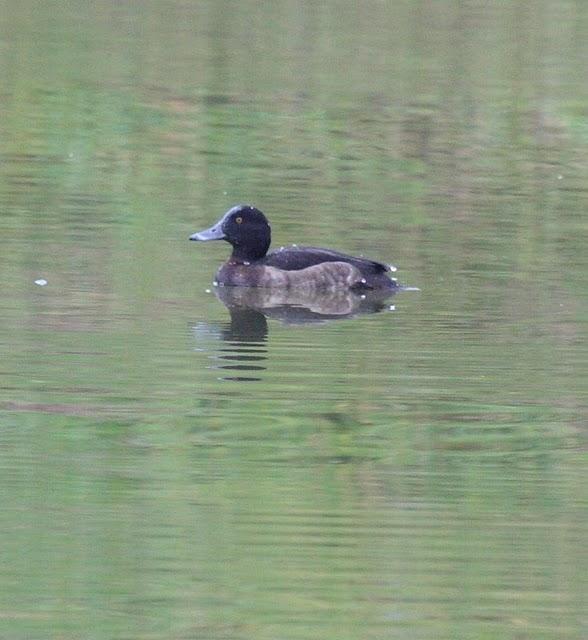 AYTHYA FULIGULA-PORRÓN MOÑUDO-TUFTED DUCK