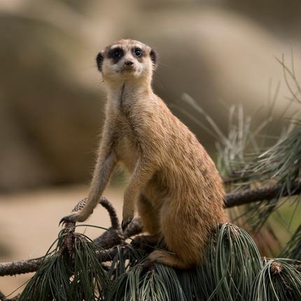 Liberada Ubuntu Maverick Meerkat Alpha 3 maverick meerkat