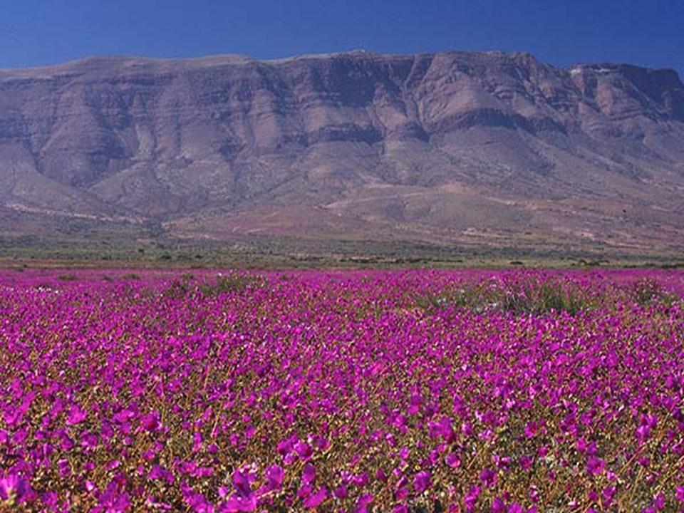 El Desierto Florido del norte de Chile