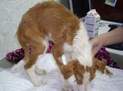 Cruce podenco abandonado suerte hasta muerte.