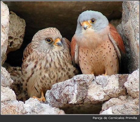 VERDE QUE TE QUIERO VERDE:
