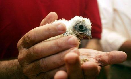 VERDE QUE TE QUIERO VERDE: